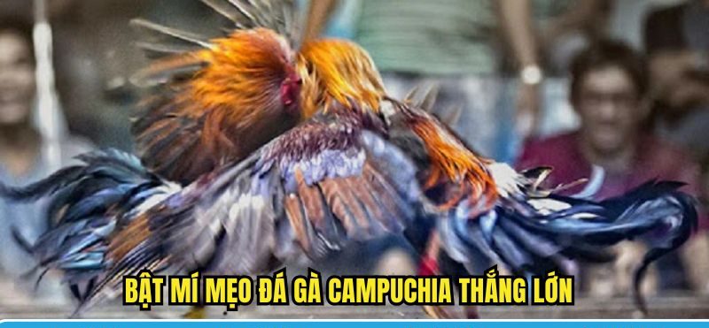 Bật mí mẹo đá gà Campuchia thắng lớn